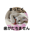 もなかの中身は白あん（個別スタンプ：37）