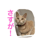 もなかの中身は白あん（個別スタンプ：39）