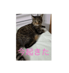ポテト写真集 1（個別スタンプ：1）