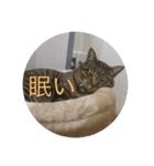 ポテト写真集 1（個別スタンプ：2）