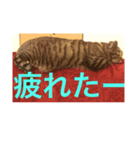 ポテト写真集 1（個別スタンプ：4）