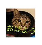 ポテト写真集 1（個別スタンプ：7）