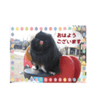 ペキニーズ☆毎日使える（個別スタンプ：1）