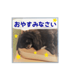 ペキニーズ☆毎日使える（個別スタンプ：4）