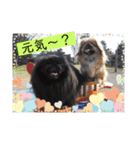 ペキニーズ☆毎日使える（個別スタンプ：5）