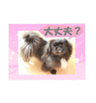 ペキニーズ☆毎日使える（個別スタンプ：6）