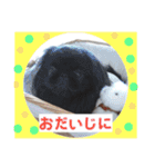 ペキニーズ☆毎日使える（個別スタンプ：7）