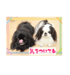 ペキニーズ☆毎日使える（個別スタンプ：8）