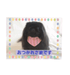 ペキニーズ☆毎日使える（個別スタンプ：10）