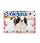 ペキニーズ☆毎日使える（個別スタンプ：11）
