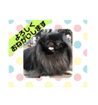 ペキニーズ☆毎日使える（個別スタンプ：13）