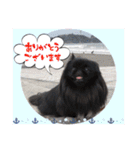 ペキニーズ☆毎日使える（個別スタンプ：14）