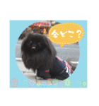 ペキニーズ☆毎日使える（個別スタンプ：17）