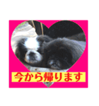 ペキニーズ☆毎日使える（個別スタンプ：18）