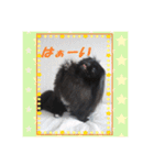 ペキニーズ☆毎日使える（個別スタンプ：19）