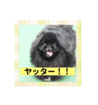 ペキニーズ☆毎日使える（個別スタンプ：21）