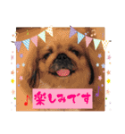 ペキニーズ☆毎日使える（個別スタンプ：22）