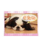 ペキニーズ☆毎日使える（個別スタンプ：23）