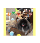 ペキニーズ☆毎日使える（個別スタンプ：24）