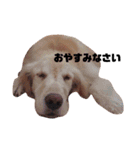 惣一郎さんの日常使いスタンプ(ゆる敬語)（個別スタンプ：14）