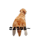 惣一郎さんの日常使いスタンプ(ゆる敬語)（個別スタンプ：15）