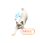 しゃーちゃん（個別スタンプ：1）