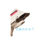 しゃーちゃん（個別スタンプ：6）