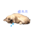 しゃーちゃん（個別スタンプ：7）