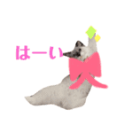 しゃーちゃん（個別スタンプ：11）
