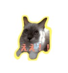 しゃーちゃん（個別スタンプ：14）