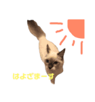 しゃーちゃん（個別スタンプ：16）