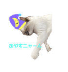 しゃーちゃん（個別スタンプ：17）
