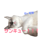 しゃーちゃん（個別スタンプ：19）