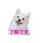 かわさきポン太（個別スタンプ：1）