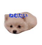 かわさきポン太（個別スタンプ：2）