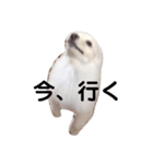 かわさきポン太（個別スタンプ：7）