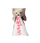 かわさきポン太（個別スタンプ：8）