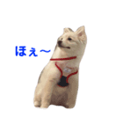 かわさきポン太（個別スタンプ：10）