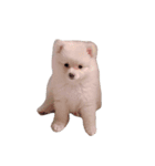 かわさきポン太（個別スタンプ：14）