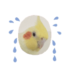 ささみ（個別スタンプ：4）