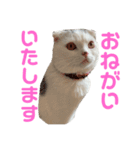 垂れ耳ねこのグリコくん③（個別スタンプ：1）