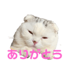 垂れ耳ねこのグリコくん③（個別スタンプ：3）