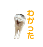 垂れ耳ねこのグリコくん③（個別スタンプ：4）