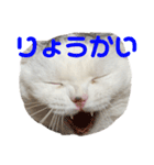 垂れ耳ねこのグリコくん③（個別スタンプ：5）