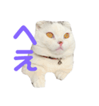 垂れ耳ねこのグリコくん③（個別スタンプ：6）