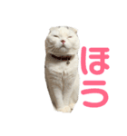 垂れ耳ねこのグリコくん③（個別スタンプ：13）