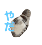 垂れ耳ねこのグリコくん③（個別スタンプ：14）