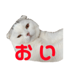 垂れ耳ねこのグリコくん③（個別スタンプ：15）