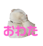 垂れ耳ねこのグリコくん③（個別スタンプ：16）