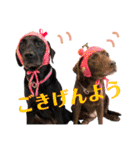 黒ラブびーたん＆チョコラブケリー5（個別スタンプ：2）
